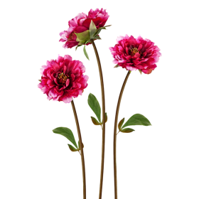 HOA MẪU ĐƠN HỒNG CÁNH SEN