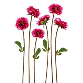 HOA MẪU ĐƠN HỒNG CÁNH SEN