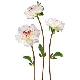 HOA MẪU ĐƠN TRẮNG
