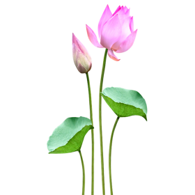 HOA SEN