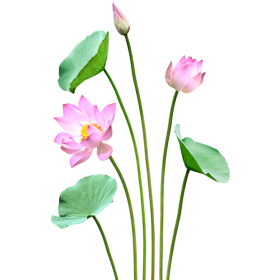HOA SEN