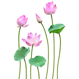 HOA SEN